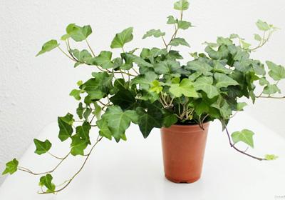 宿舍该养什么盆栽好